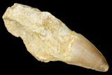Fossil Rooted Mosasaur (Prognathodon) Tooth - Morocco #174333-1